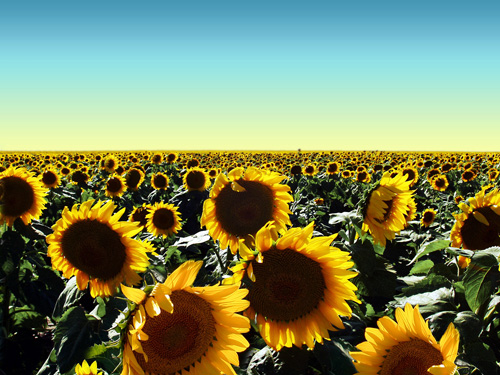 sunflowers